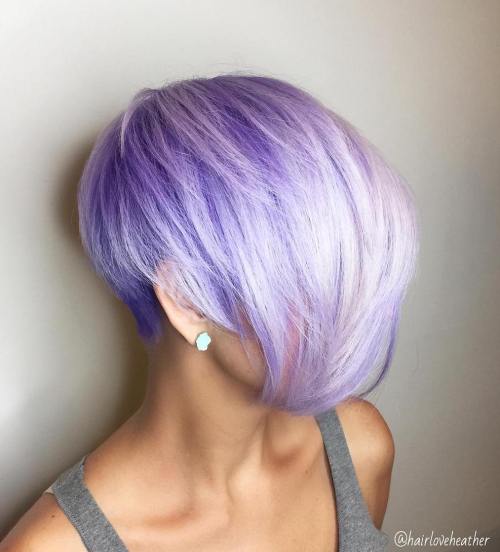 Pastel Purple Pixie Bob